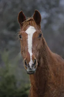 Cheval