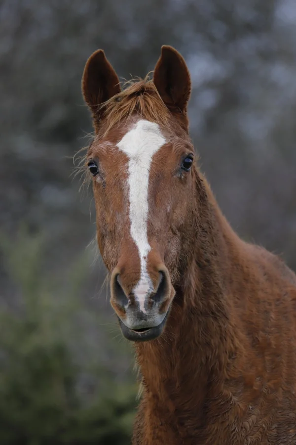 Cheval