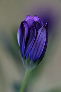 marguerite du Cap