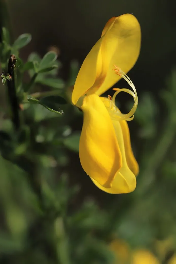 Fleur de Genêt