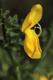 Fleur de Genêt