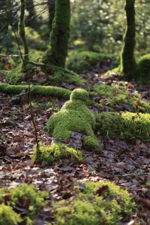 Mousses sculptées