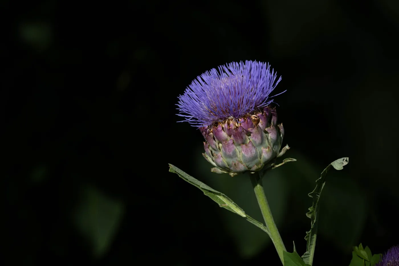 Fleur d'artichaut