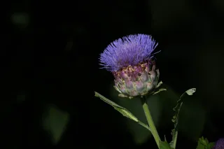 Fleur d'artichaut