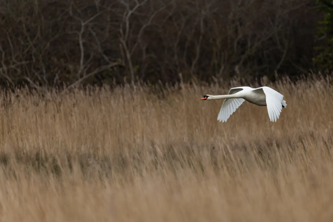 Cygne Blanc
