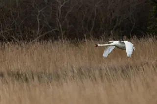 Cygne Blanc