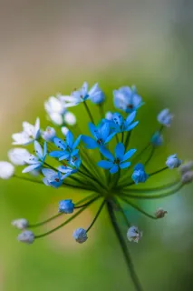 Agapanthe