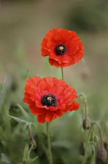 Coquelicot