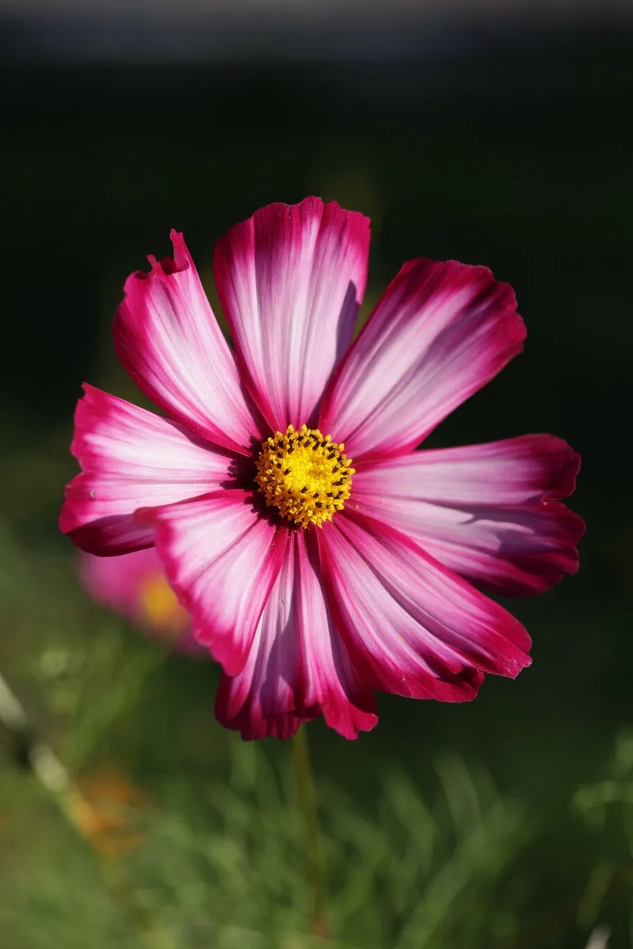 fleur de cosmos