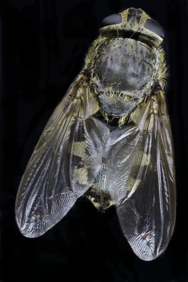 La Mouche à Merde