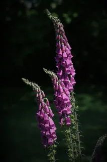 Digitale