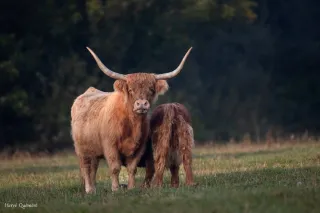 Vache Highland