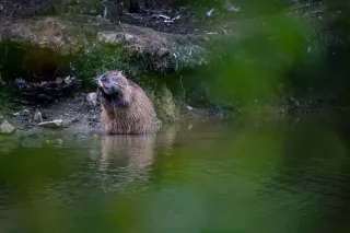 Ragondin
