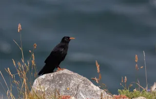 Le Grave à Bec Rouge