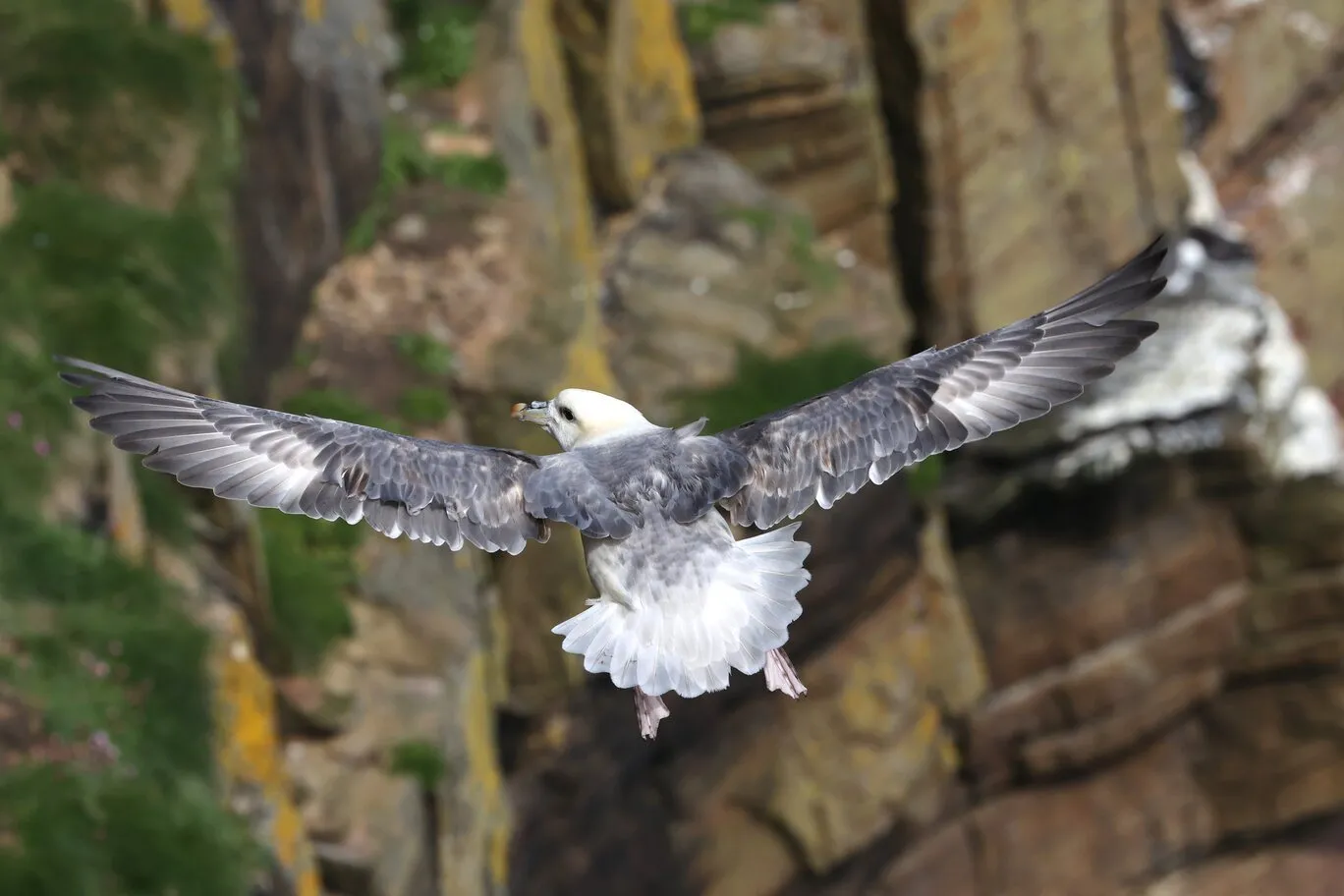 Le Fulmar
