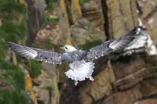 Le Fulmar
