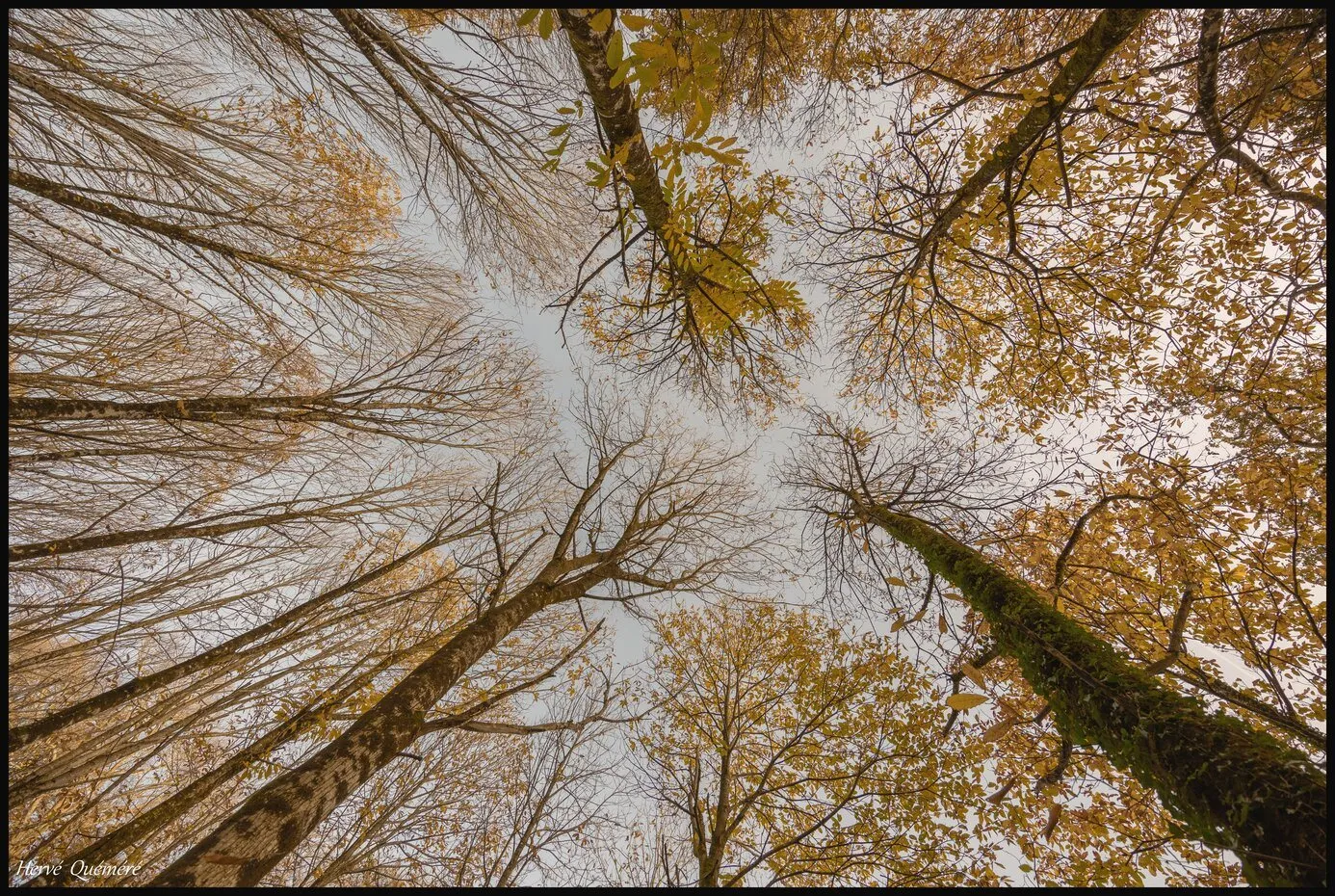 Les Arbres en Autonne