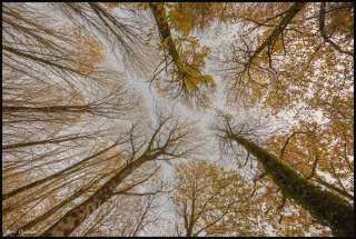 Les Arbres en Autonne
