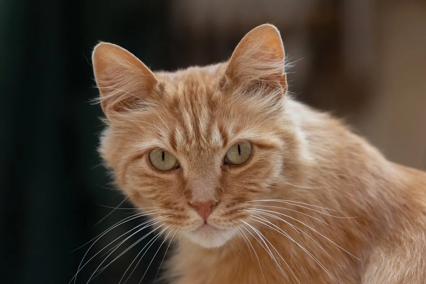 Portrait de Chat