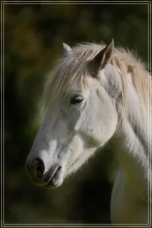 Cheval