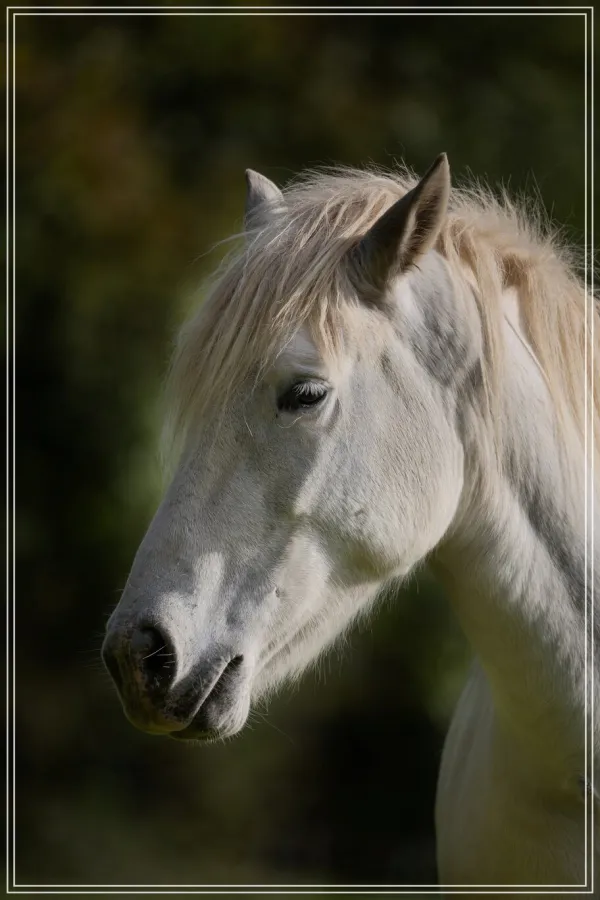 Cheval