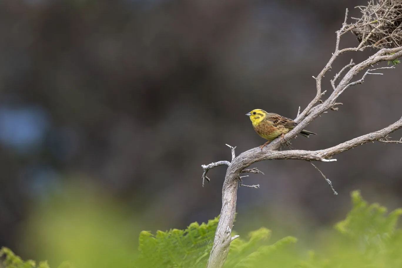 Bruant jaune