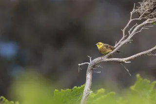 Bruant jaune