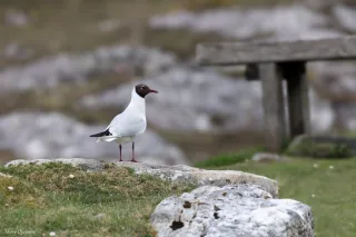 Mouette Rieuse