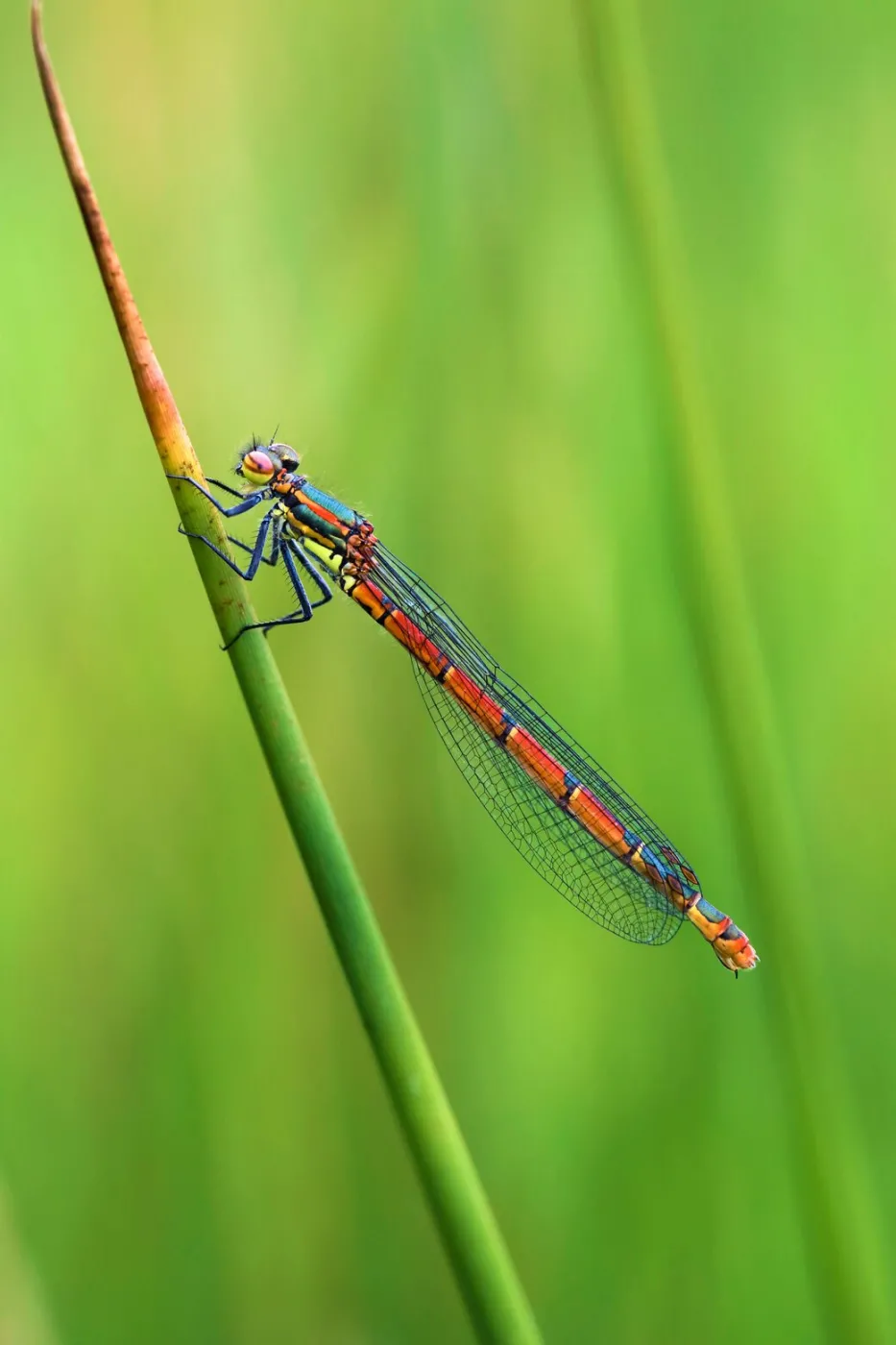 La petite nymphe au corp de feu