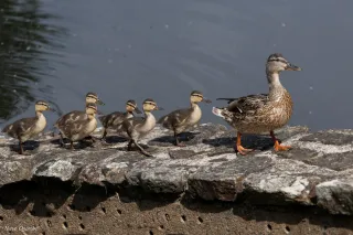 Colvert  et les poussins