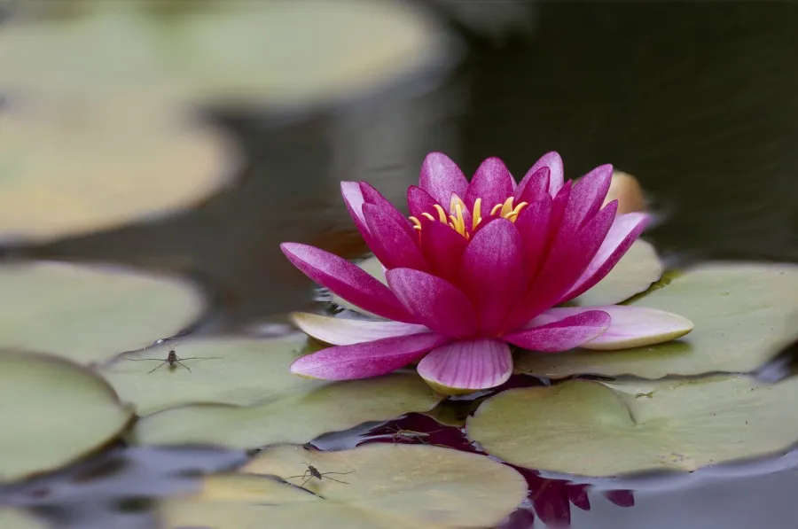 Nénuphar  Rose