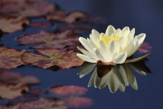 Nénuphar