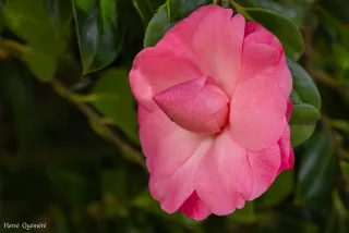 fleur de camélia