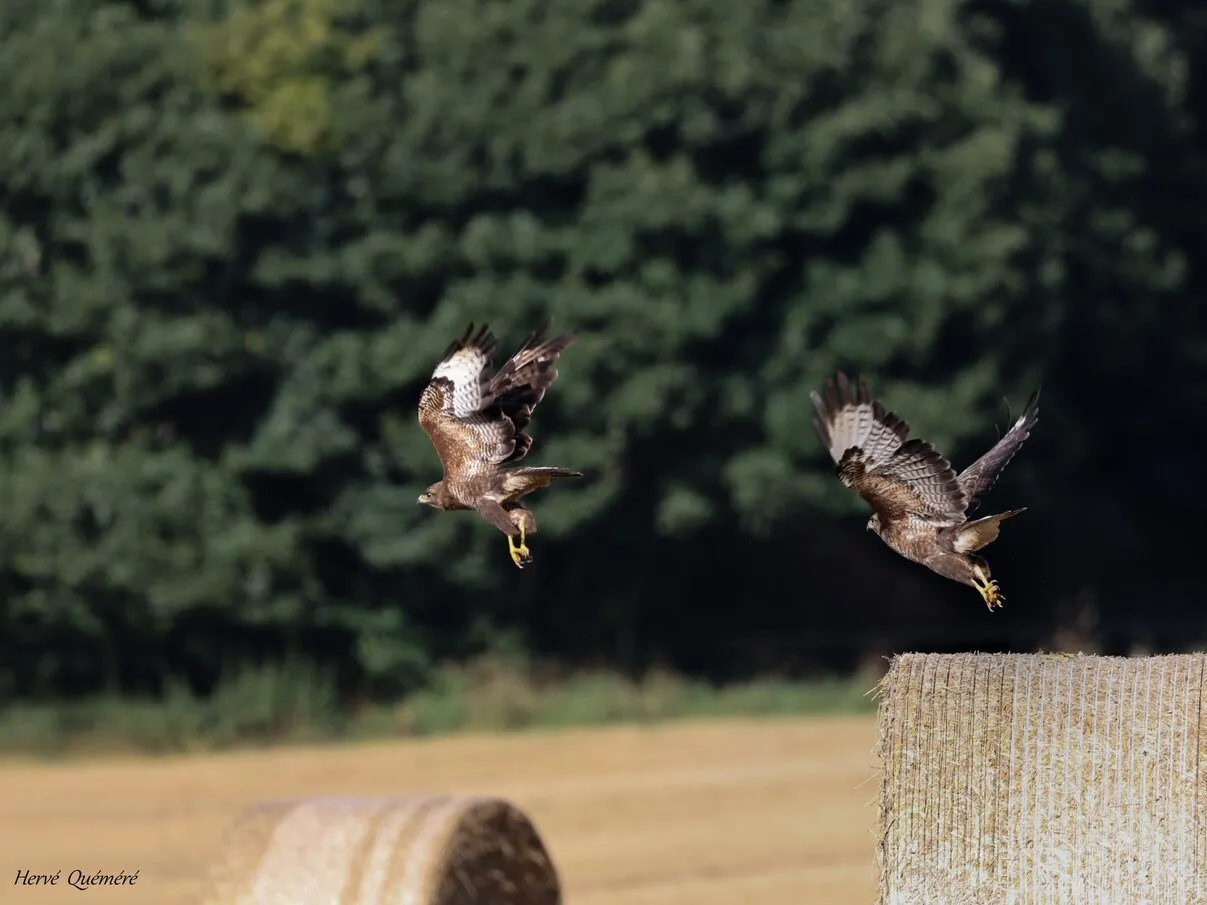 Buse Variable