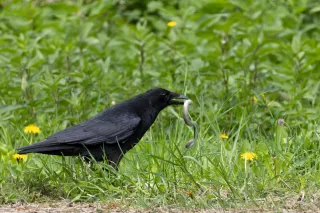 Corneille noir Qui mange un Orvet