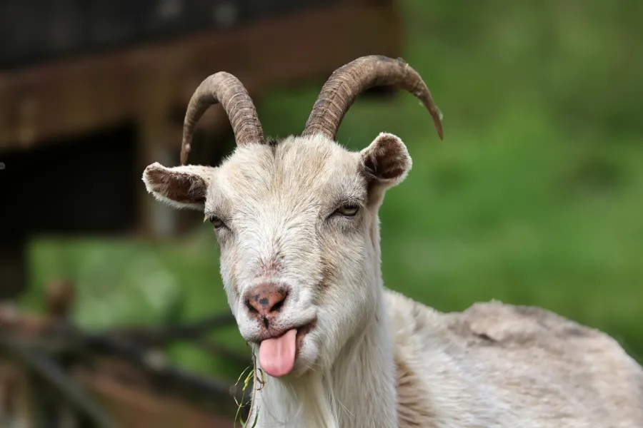 Chèvre