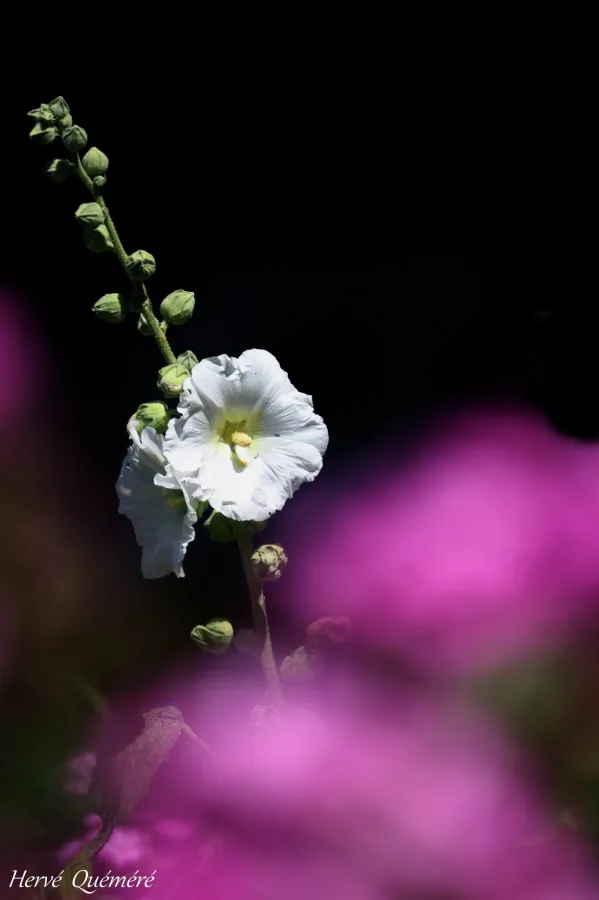 Rose trémière