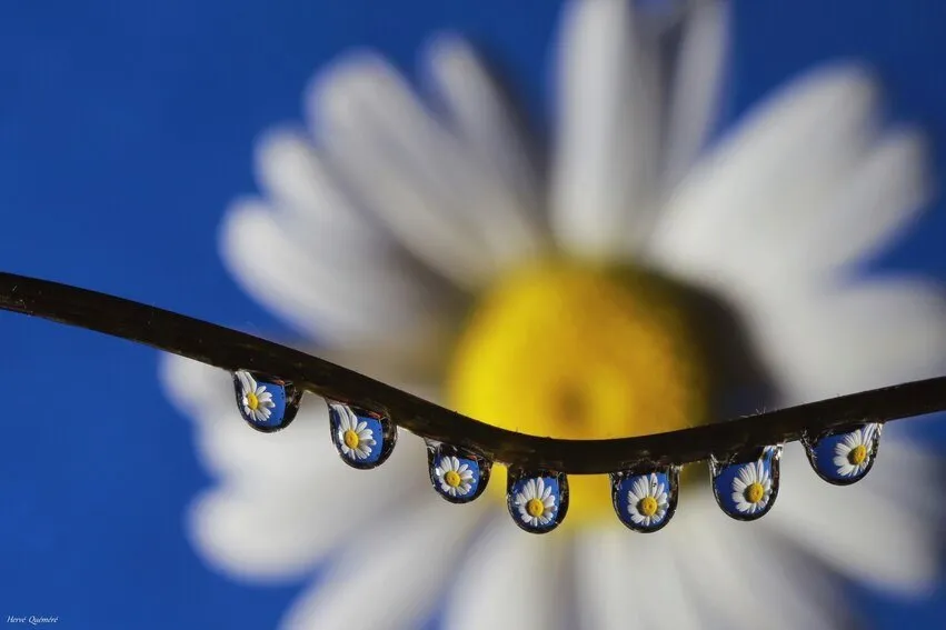 Reflet d'une Marguerite