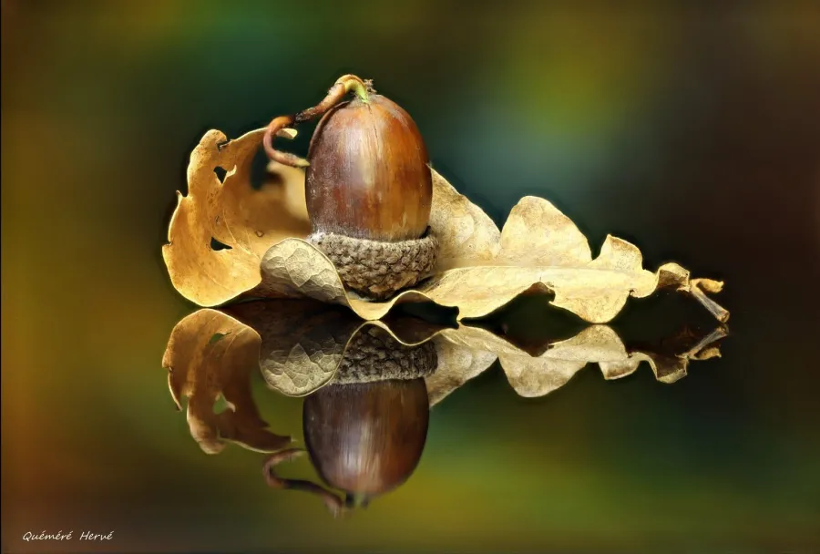 Reflet d'un Gland