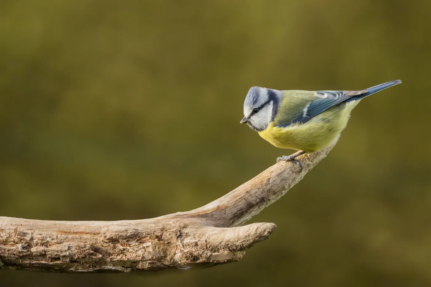Mésange Bleue
