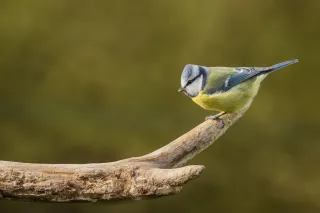 Mésange Bleue