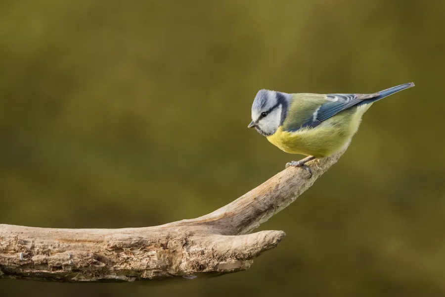 Mésange Bleue