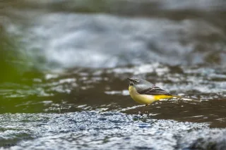 bergeronnette des ruisseaux