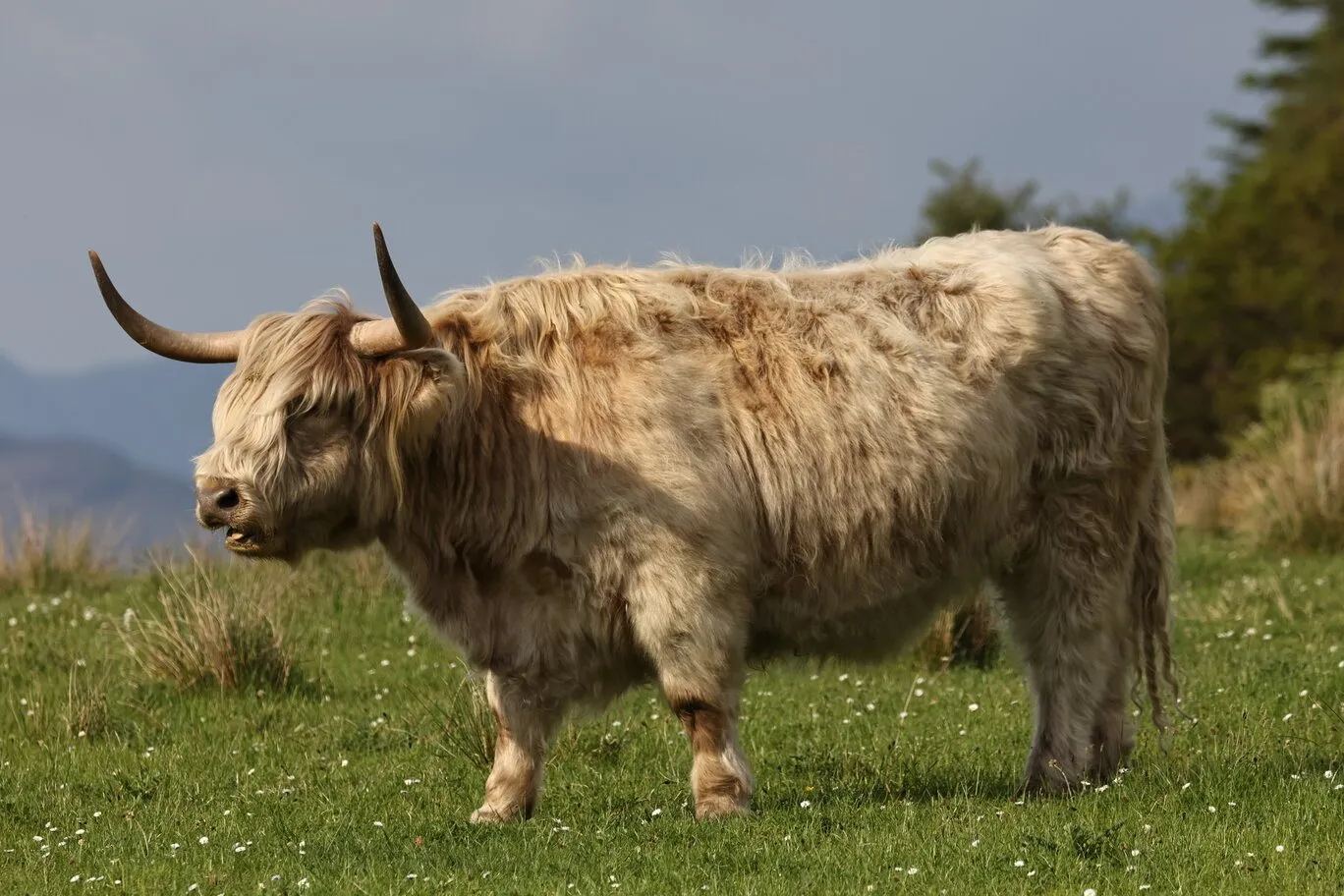 Vache Highland