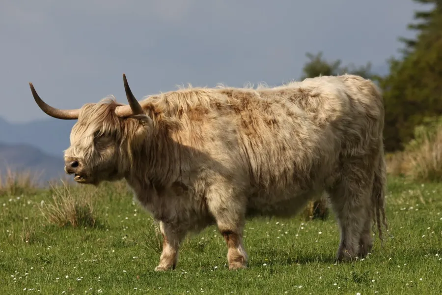 Vache Highland