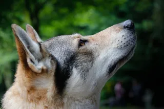 Le Regard