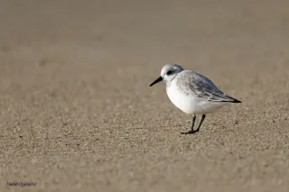 Bécasseau sanderling
