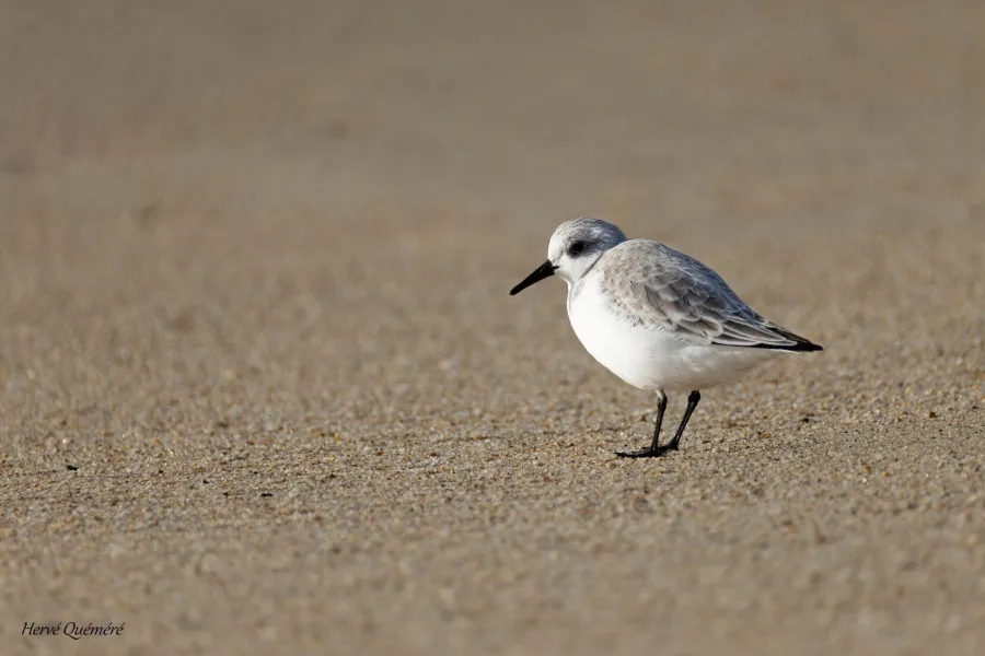 Bécasseau sanderling