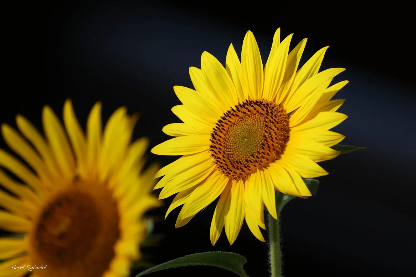 Tournesol