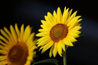 Tournesol